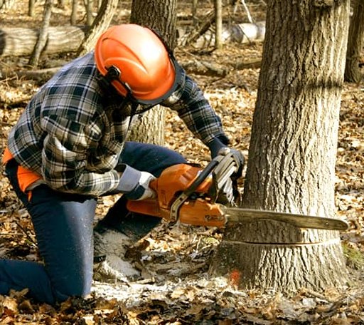 Tree Removal in Unity, ME
